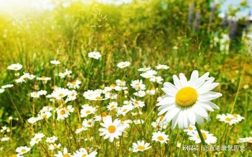 雏菊新皮肤爆料视频在线观看,花漾绽放，浪漫来袭！