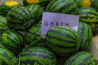 学校请学生免费吃瓜,学生免费畅享夏日清凉瓜果盛宴  第3张